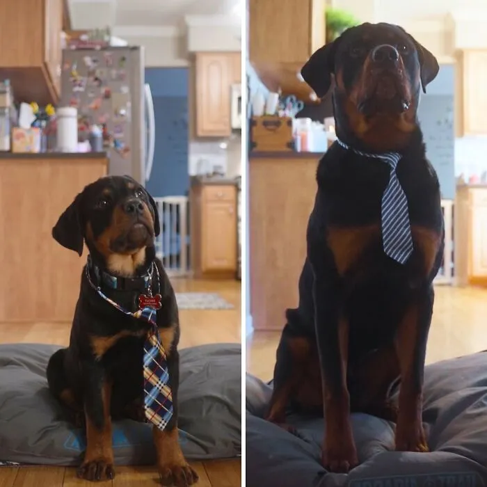 40 Hilarious And Heartwarming Dog Photos That Stole The Internet’s Heart