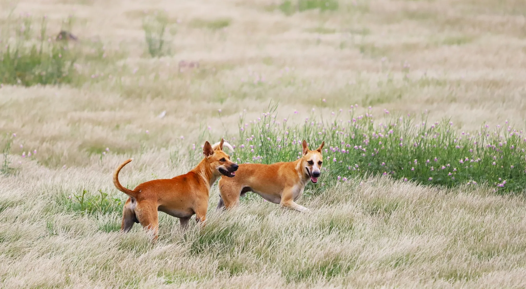 Two brown dogs in a grassy field with small purple flowers. This image relates to how dogs communicate telepathically.