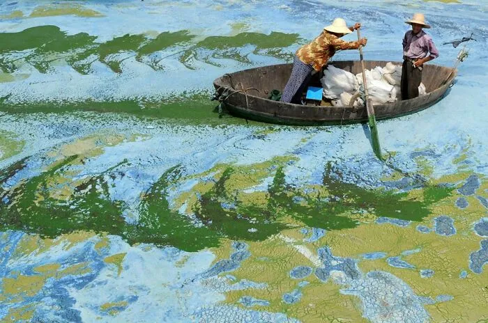 Pescadores reman en un bote en el lago Chaohu, lleno de algas, China.