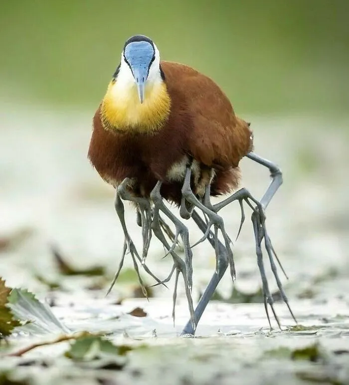 El aterrador pájaro jacana