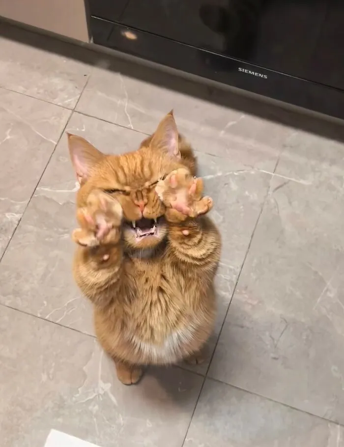 83 Photos Of Silly, Funny And Weird Animals That Might Lift Your Mood