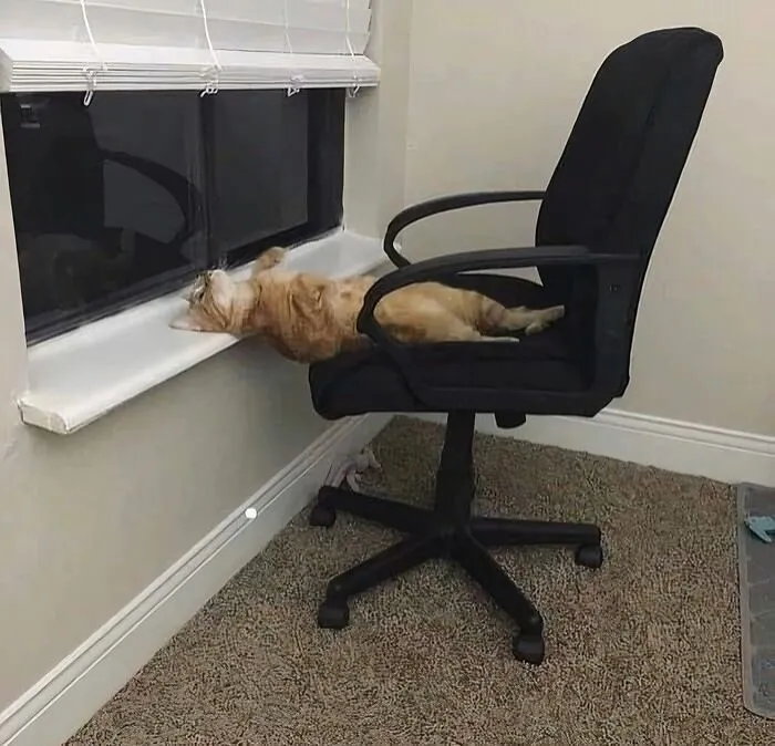 83 Photos Of Silly, Funny And Weird Animals That Might Lift Your Mood