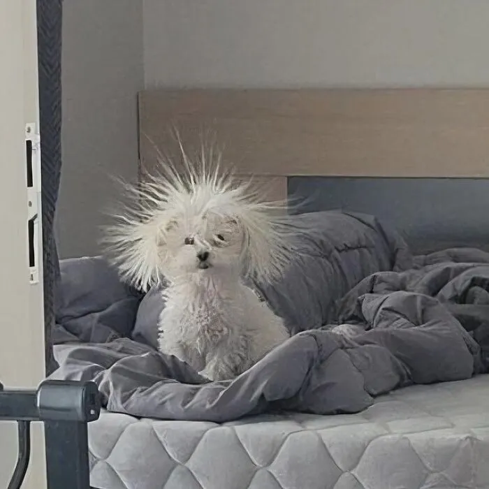 A silly animal, a small white dog with static fur, sits on a grey bed looking surprised.