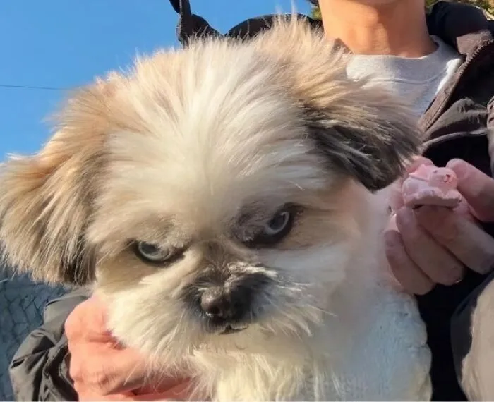 A silly animal, a white fluffy dog, looking grumpy at the camera, held by a person. A funny animal picture.
