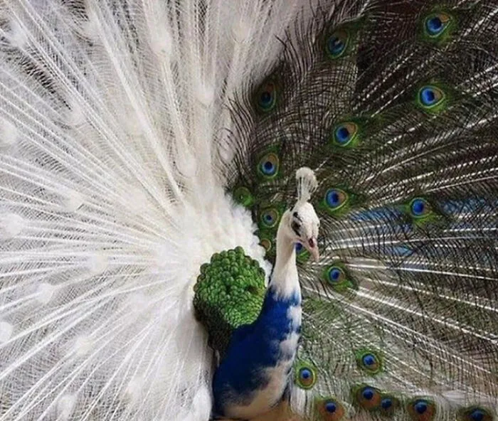 Pavo real semialbino muy raro