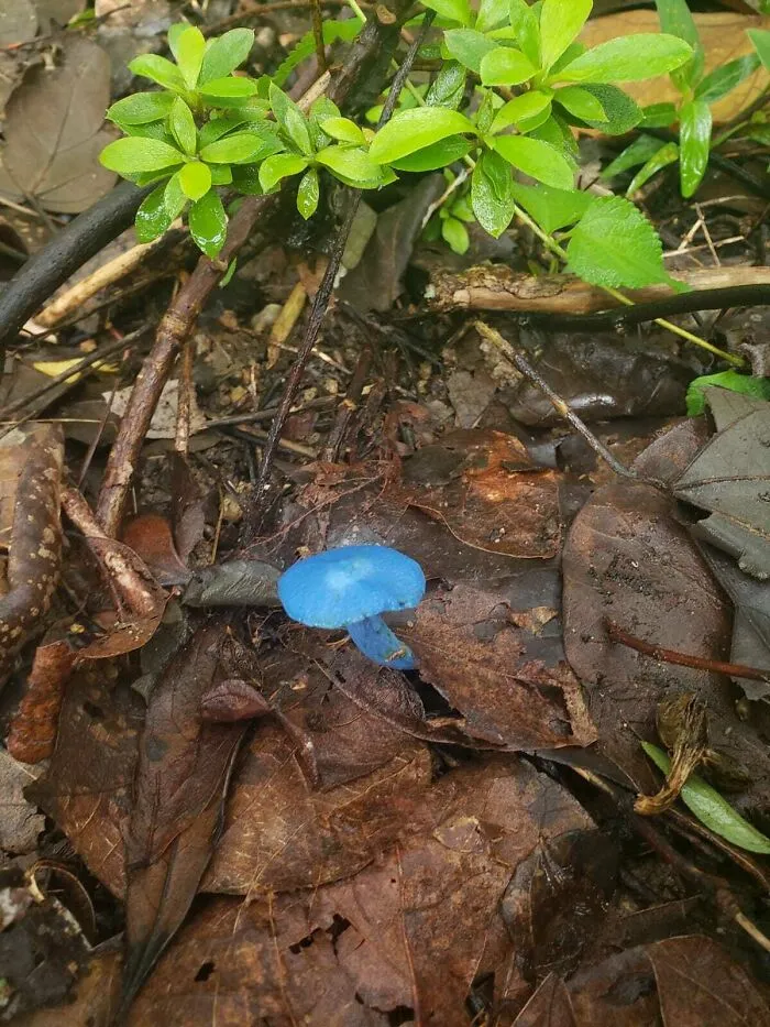 Me encontré con una seta azul.