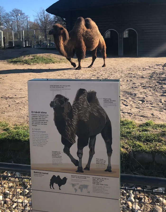 I Took A Mildly Well-Timed Picture Of A Camel