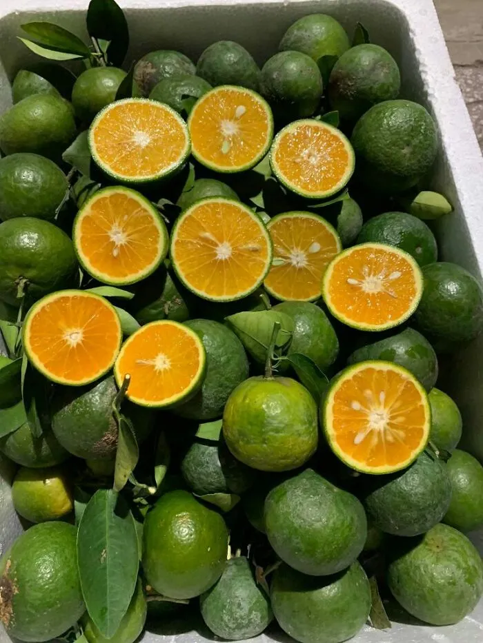 A pile of green oranges, some cut in half to reveal orange flesh, real photos that make your brain question if they were edited.
