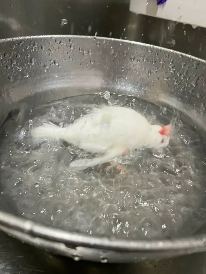 Mi pájaro bañándose parece que lo están hirviendo vivo.