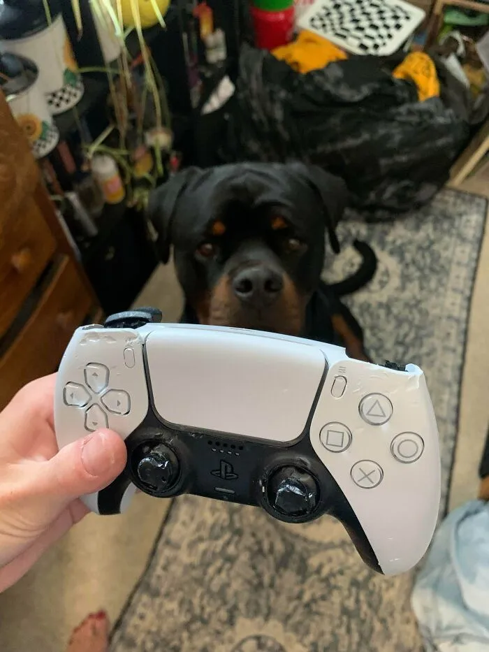 Olvidé guardar mi control mientras me duchaba, así que nuestro nuevo cachorro lo encontró y lo masticó