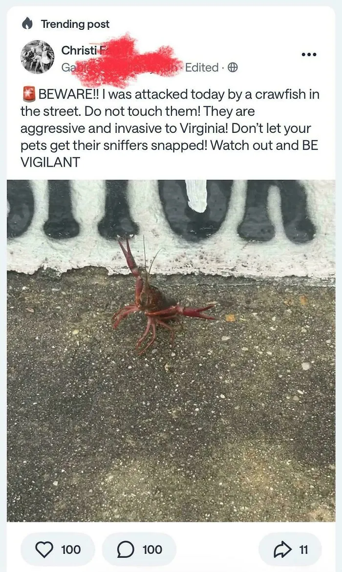 Be Vigilant About The Aggressive Crawfish