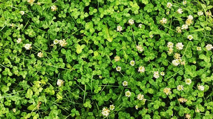 I work full time and live with my parents. Recently, I’ve been letting clover take over a small area of our garden that is separate from the rest of the lawn. I also threw in some flower seeds to see what would happen. I was really proud of this little lush area, and it attracted many bees and butterflies. Then, I came home one day to see it completely mowed down. My dad admitted to doing it and even said he knew I would be upset, but he insisted it had to be done. I’m not talking to him anymore, but I constantly overhear him rambling about how pouty I am and how I don’t take care of things, even though I watered the plants daily.