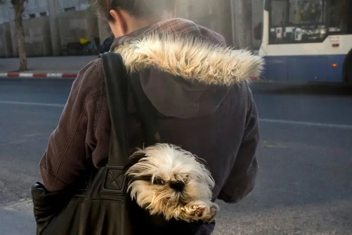 47 Perfectly Timed Candid Dog Photos By This Street Photographer