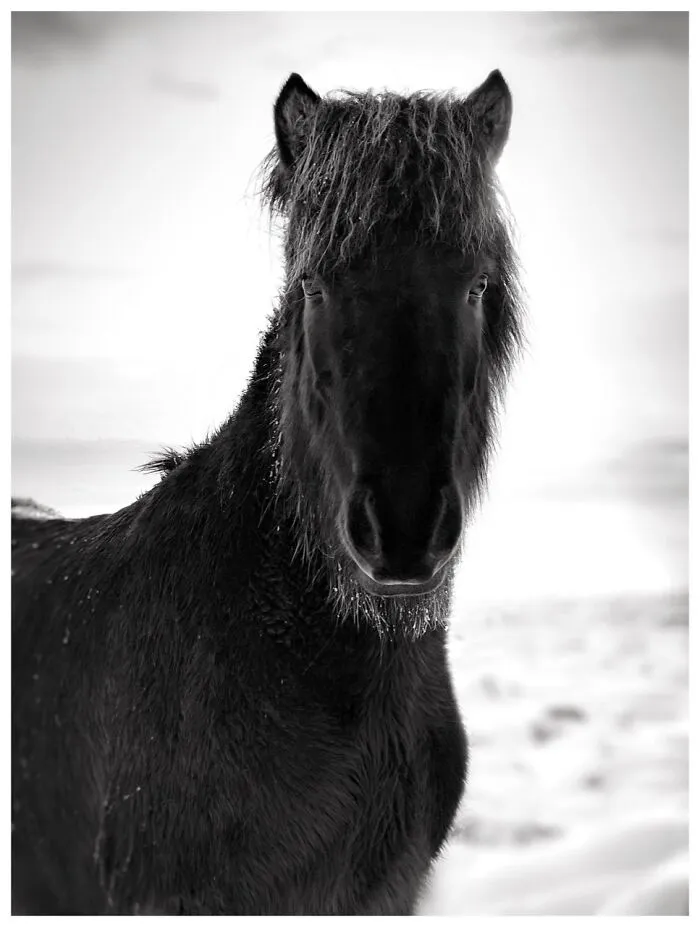 Animals, 2nd Place, Photo By Barry Mayes (United Kingdom)