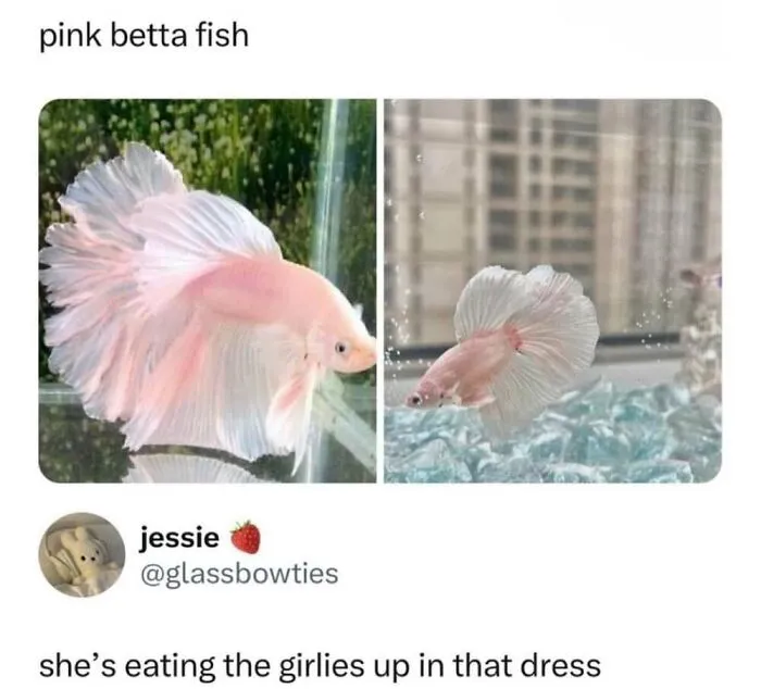 50 Memes From ‘Animal Comedy’ That Perfectly Capture The Funny Side Of Our Furry Friends