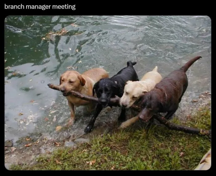 50 Memes From ‘Animal Comedy’ That Perfectly Capture The Funny Side Of Our Furry Friends