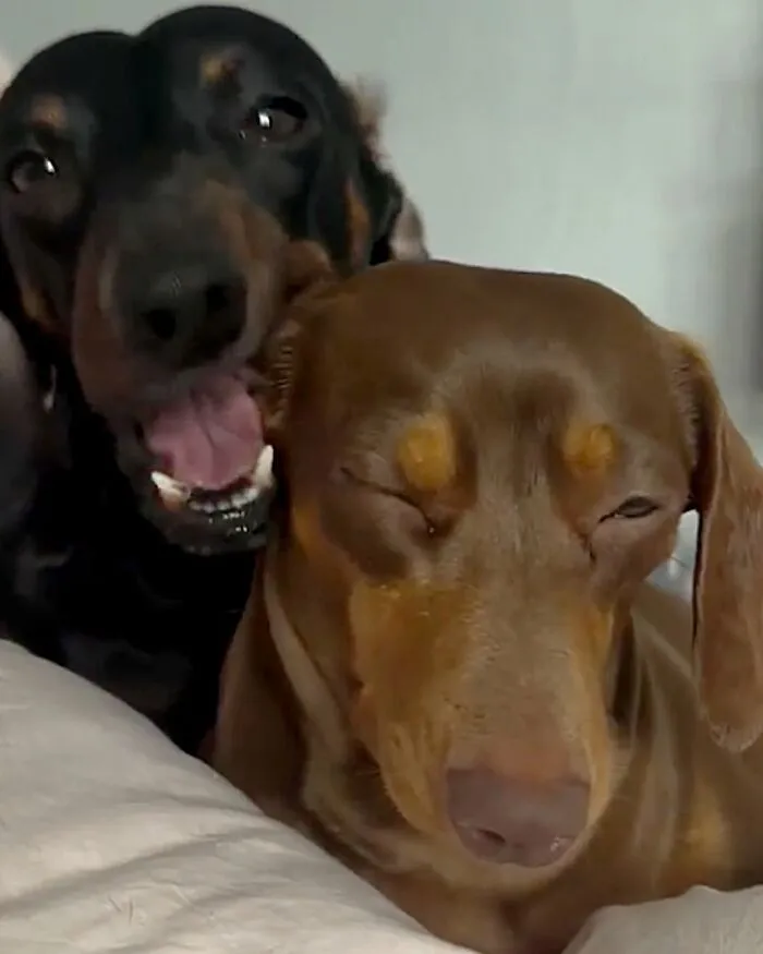 This Page Shared 27 Photos Of Dogs Who Made Their Owners Laugh Without Even Trying