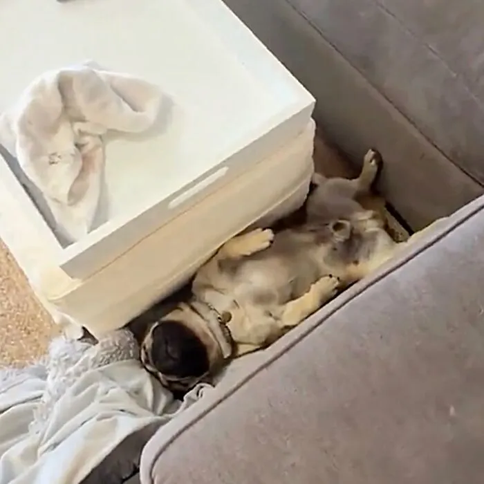 This Page Shared 27 Photos Of Dogs Who Made Their Owners Laugh Without Even Trying