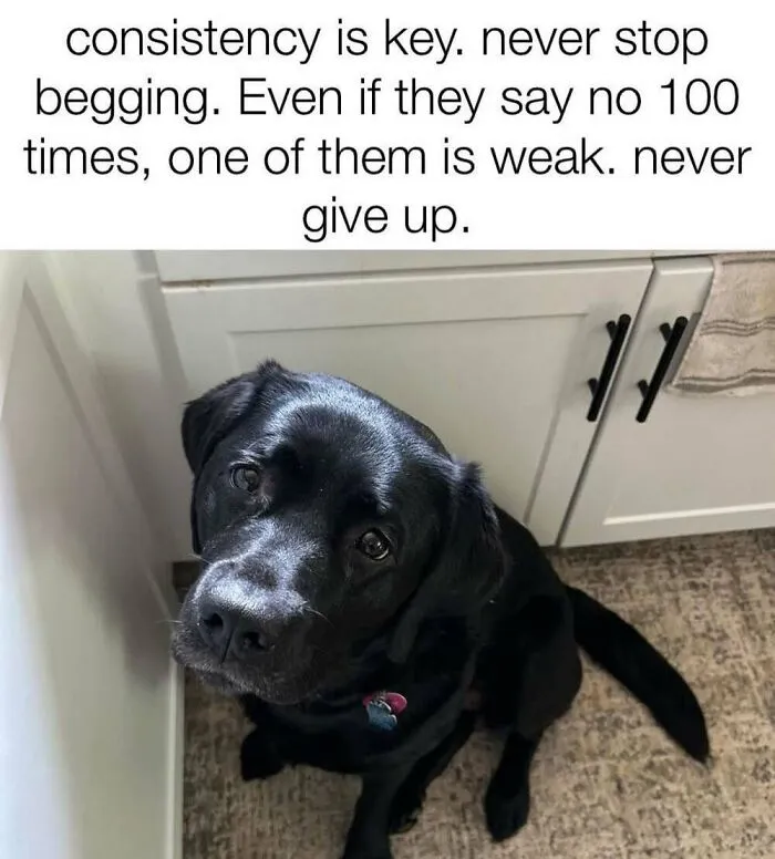 50 Memes From ‘Animal Comedy’ That Perfectly Capture The Funny Side Of Our Furry Friends