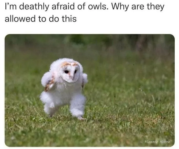 50 Memes From ‘Animal Comedy’ That Perfectly Capture The Funny Side Of Our Furry Friends