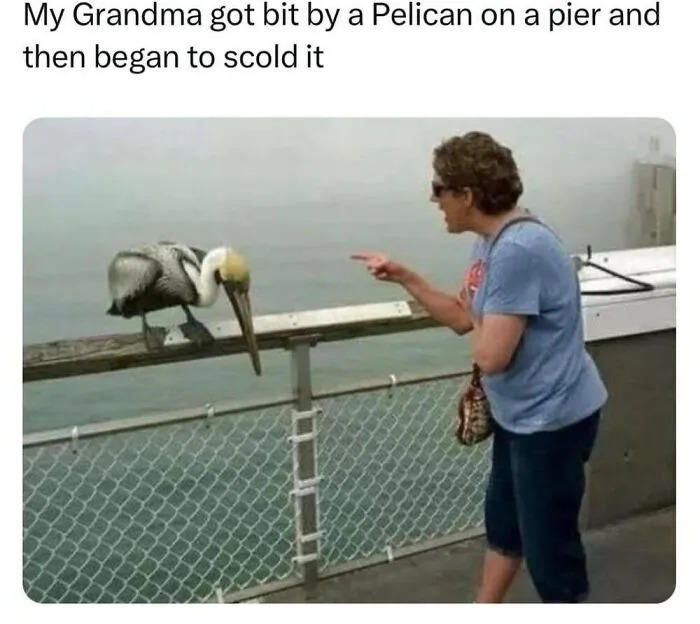 50 Memes From ‘Animal Comedy’ That Perfectly Capture The Funny Side Of Our Furry Friends