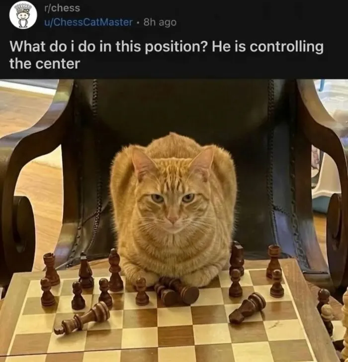 Hilarious meme showing a cat sitting on a chess board, perfectly capturing what it's like to share a home with cats.
