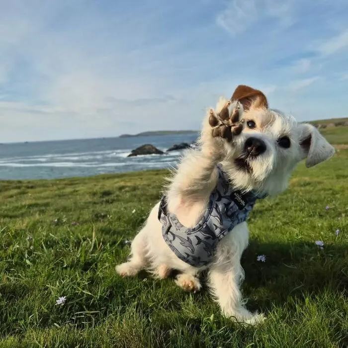 40 Hilarious And Heartwarming Dog Photos That Stole The Internet’s Heart