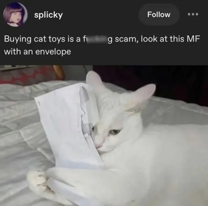 49 Hilarious Memes That Perfectly Capture What It’s Like To Share A Home With Cats