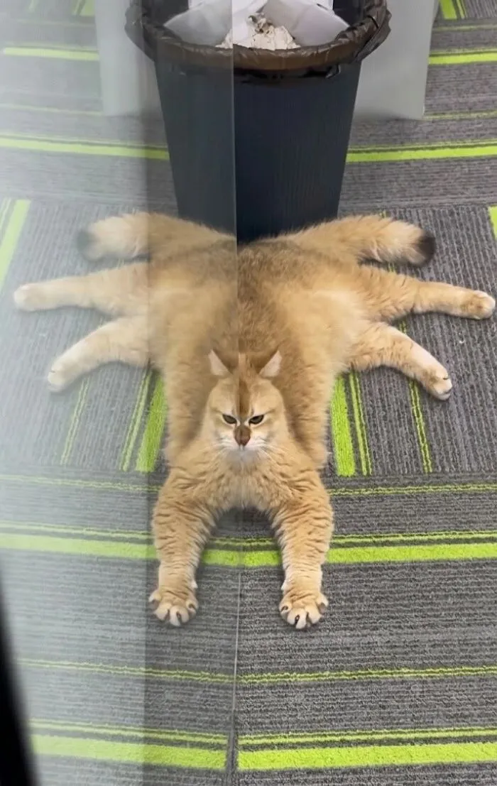 Hilarious cat moments: A fluffy ginger cat lies on striped carpet, its reflection making it look like a spider.