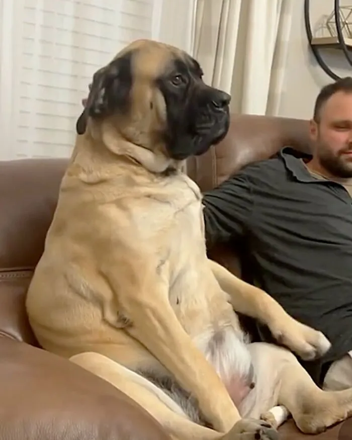 This Page Shared 27 Photos Of Dogs Who Made Their Owners Laugh Without Even Trying