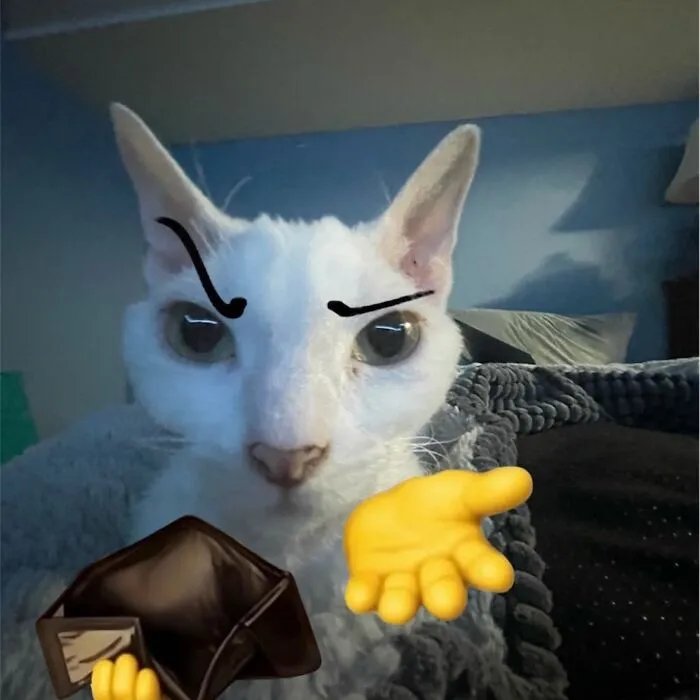 30 Cute Photos Of A Devon Rex Cat That's Capturing Hearts One Post At A Time