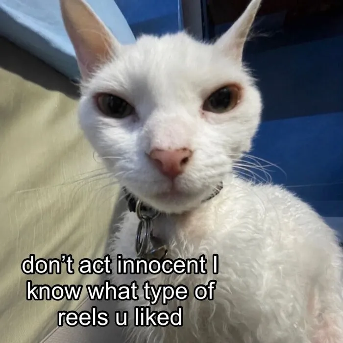 30 Cute Photos Of A Devon Rex Cat That's Capturing Hearts One Post At A Time