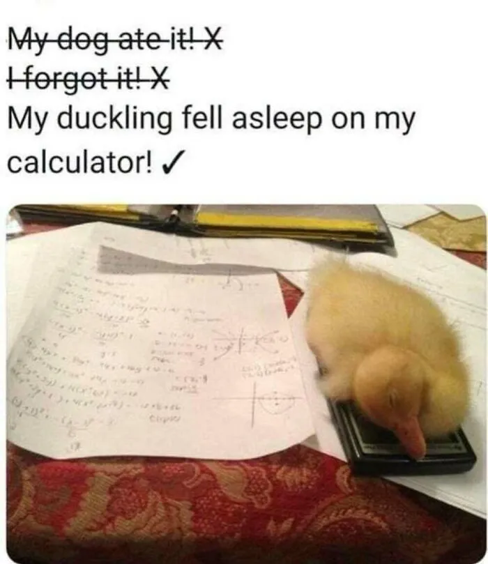 50 Memes From ‘Animal Comedy’ That Perfectly Capture The Funny Side Of Our Furry Friends