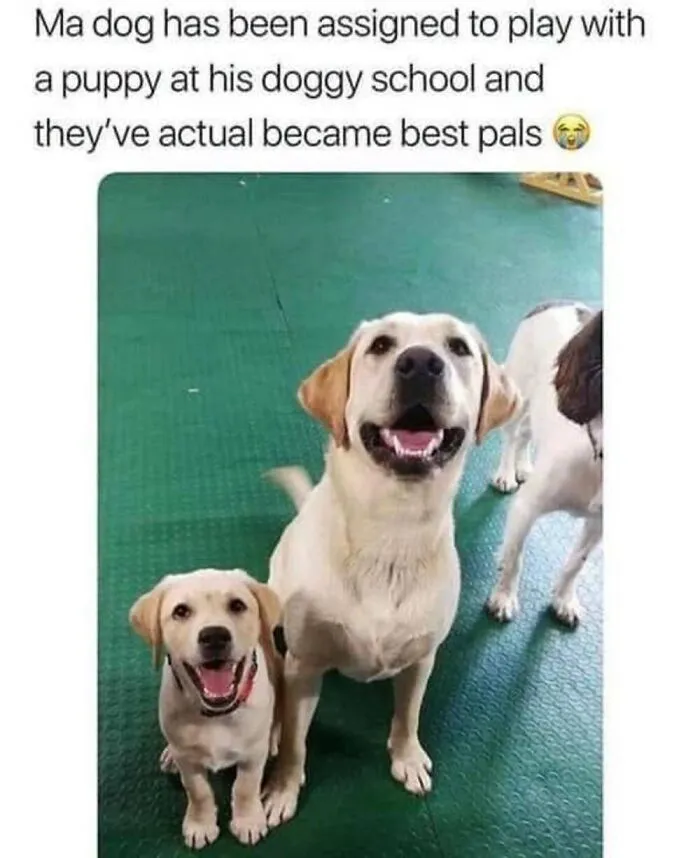 50 Memes From ‘Animal Comedy’ That Perfectly Capture The Funny Side Of Our Furry Friends