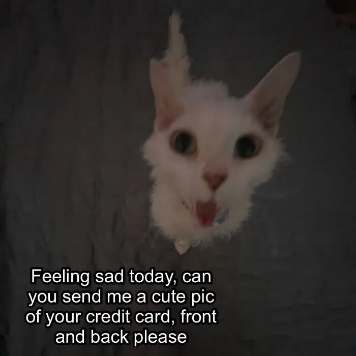 30 Cute Photos Of A Devon Rex Cat That's Capturing Hearts One Post At A Time