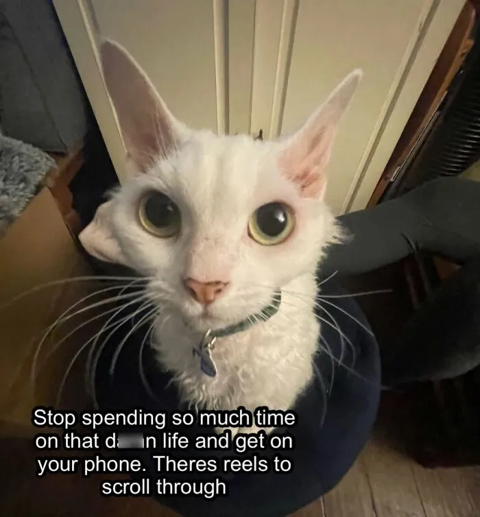 30 Cute Photos Of A Devon Rex Cat That's Capturing Hearts One Post At A Time