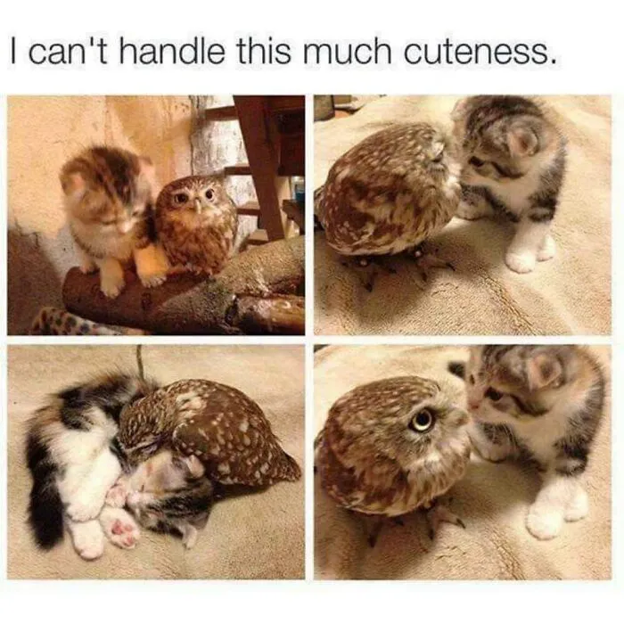 50 Memes From ‘Animal Comedy’ That Perfectly Capture The Funny Side Of Our Furry Friends