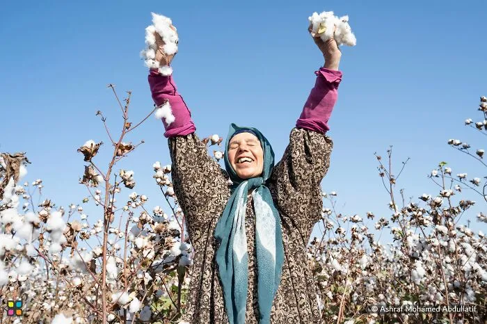 Cotton Lady By Ashraf Mohamed Abdullatif