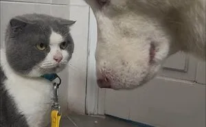 “Important Animal Images” Shared 33 New Cat Pics Full Of Chaos, Cuteness, And Comedy