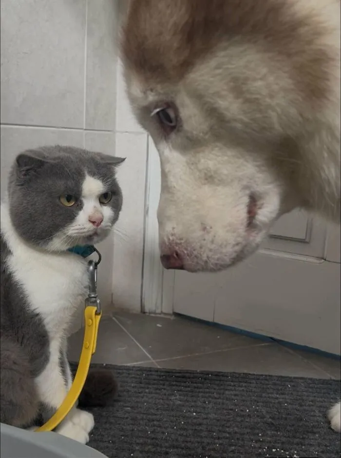 30 Hilarious Cat Photos From “Important Animal Images” That Prove Cats Secretly Run The Internet (New Pics)