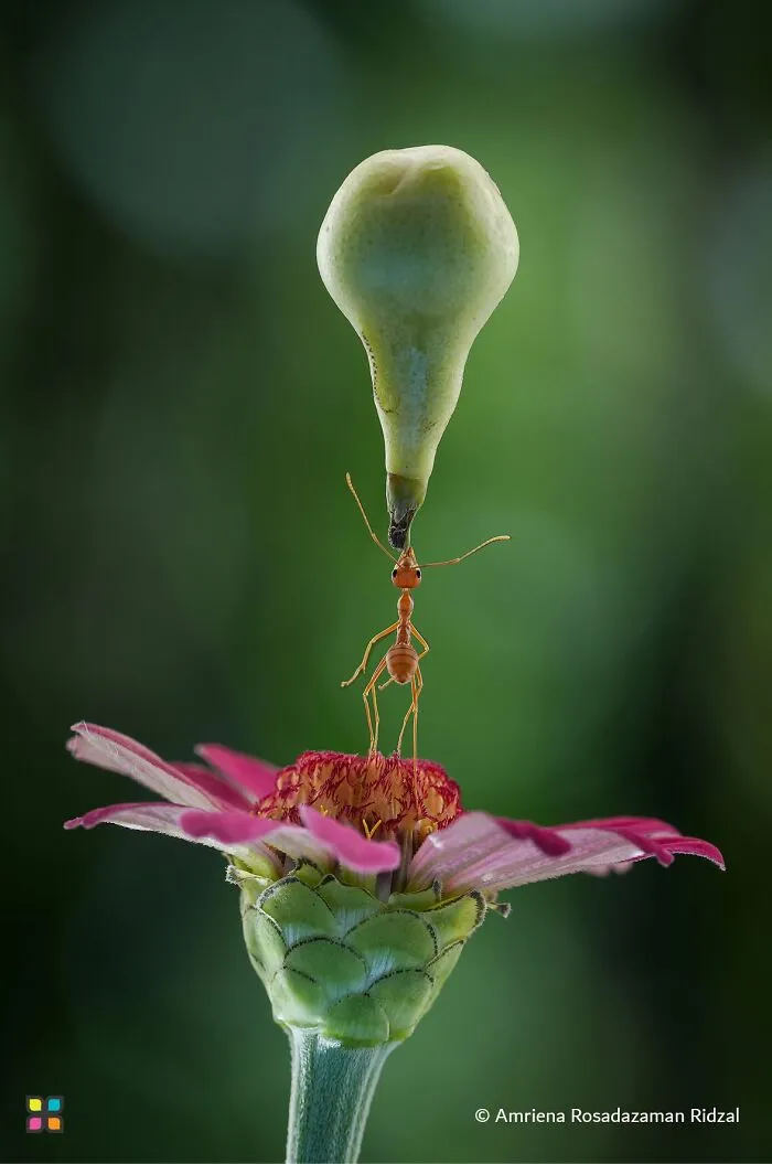 Award-worthy photo of an ant balancing a large fruit on a pink flower, a tiny story without words.