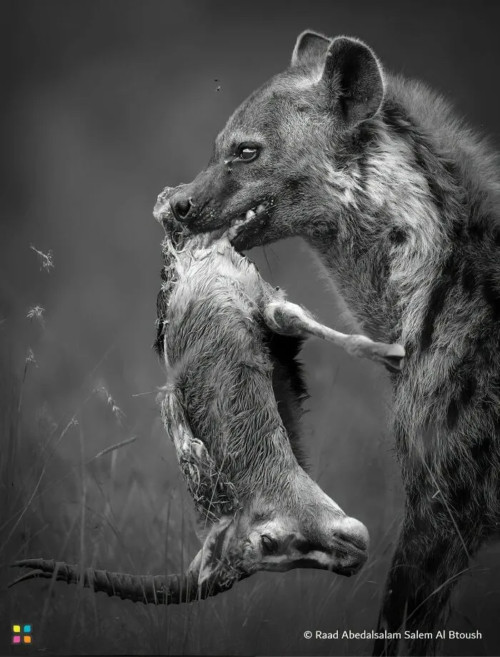 Award-worthy photo in black and white of a hyena carrying its prey, a compelling story without words.