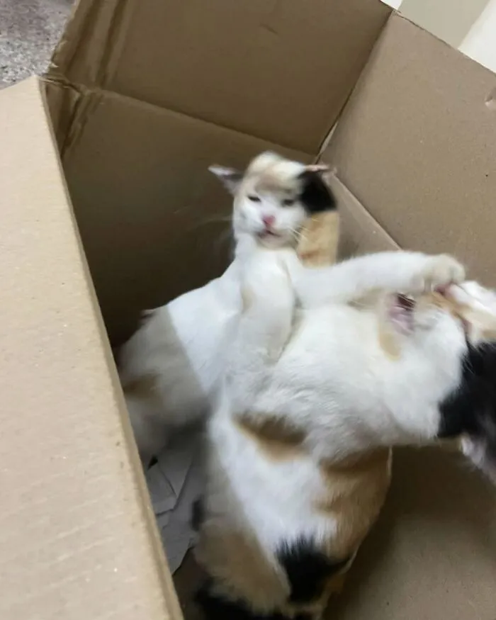 Two funny cats playfully wrestling in a cardboard box, an amusing cat photo.