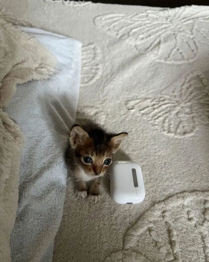 A tiny, cute cat with wide eyes sits next to white earbuds on a beige blanket, making for a funny cat photo.
