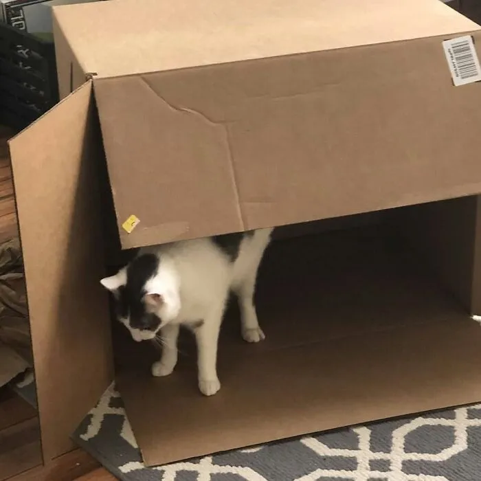 A funny and cute cat, black and white, peeks out from under a large cardboard box, exploring its new hideout.