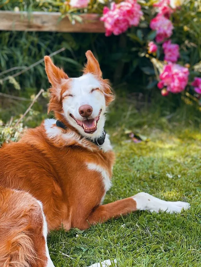 40 Hilarious And Heartwarming Dog Photos That Stole The Internet’s Heart