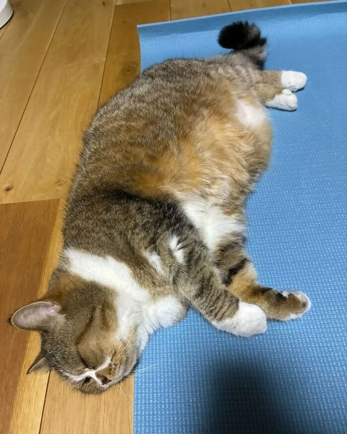 A cute cat with brown, white, and tabby fur sleeps on a blue yoga mat, a funny cat photo showing relaxation.