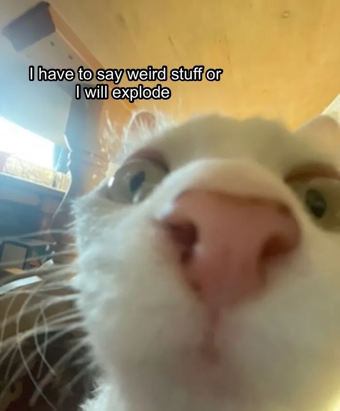 30 Cute Photos Of A Devon Rex Cat That's Capturing Hearts One Post At A Time
