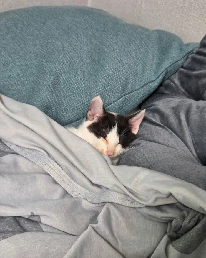 A cute cat, black and white, sleeps peacefully tucked under a blanket, a heartwarming cat photo.
