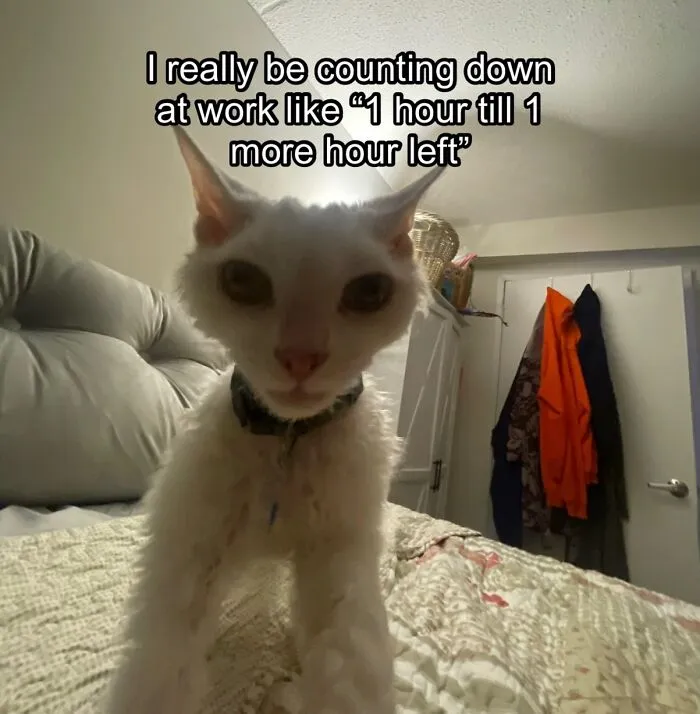 30 Cute Photos Of A Devon Rex Cat That's Capturing Hearts One Post At A Time